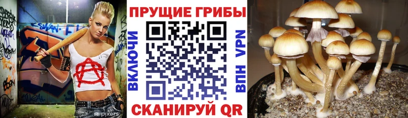 Галлюциногенные грибы прущие грибы Нарьян-Мар